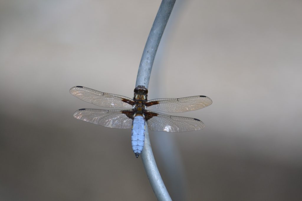 dragonfly-1256414_1920
