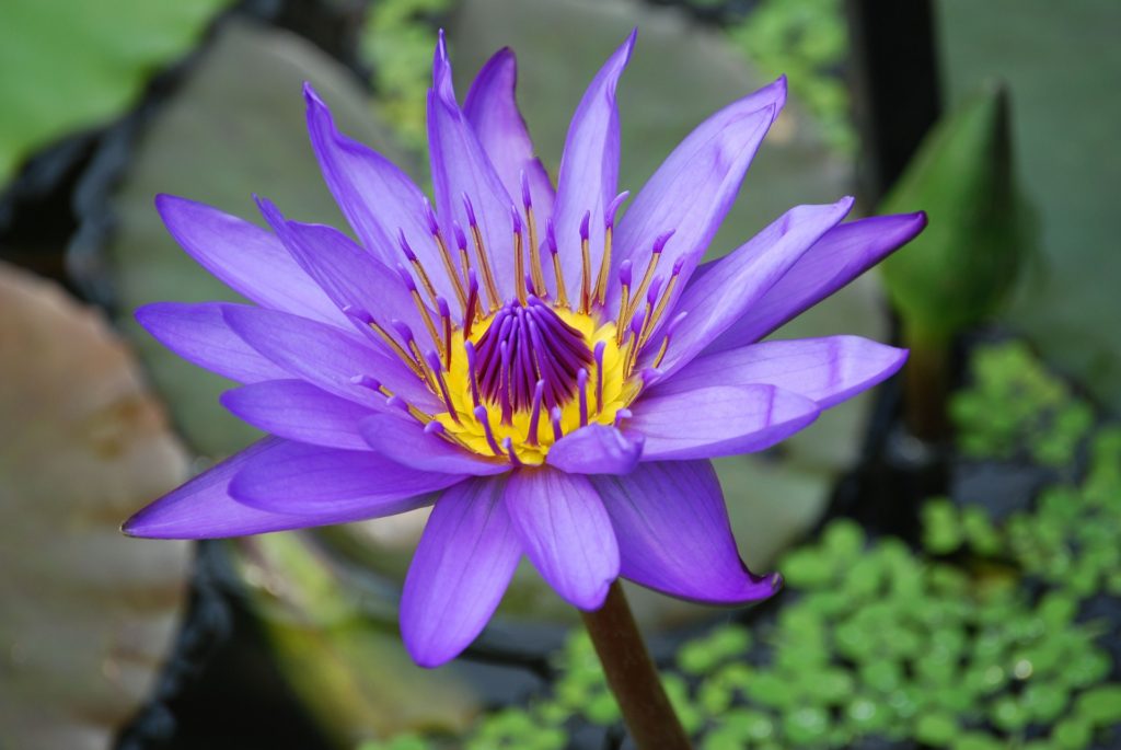 water-lily-362201_1920